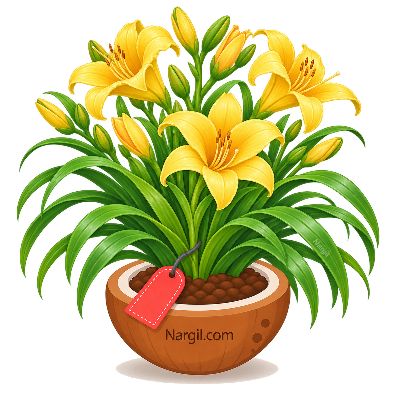 Nargil_Hemerocallis Citrina